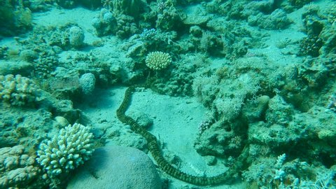 Cucumber on sandy bottom near coral reef. Giant Synaptid Sea Cucumber, Snake Sea Сucumber or Spotted Worm Sea Cucumber - Synapta maculata. Red sea, Egypt