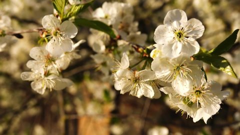 Prunus spinosa, called blackthorn or sloe, is flowering plant in rose family Rosaceae. It is native to Europe, western Asia, and locally in northwest Africa.