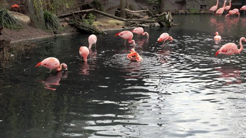 Flamingos or flamingos are a species of wading birds in the Phoenicopteridae family, the only bird family in the Phoenicopteriformes order. Close up of flamingos