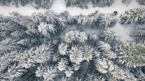 Top view of car in winter forest. Clip. Beautiful tops of fir trees and snowy forest road with car. Snowy forest with car standing on road on winter day