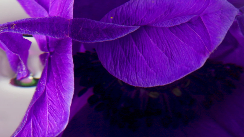 Extreme close up of plunged blooming flower bud in transparent water. Stock footage. Fresh beautiful floral background.