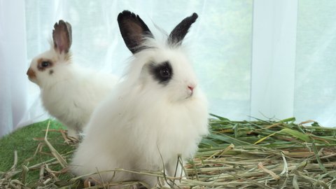 Two fluffy baby rabbit bunny sitting together on dry grass. Healthy lovely furry rabbit white brown black eating dry grass and playful on grass with curtain. Family easter bunny concept.
