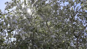 handheld clip of sunlight breaks through the leaves of the tree