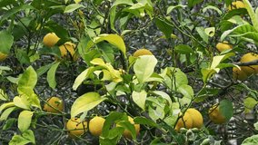 Fresh Ripe Organic Lemons on a Leafy Lemon Tree Footage.
