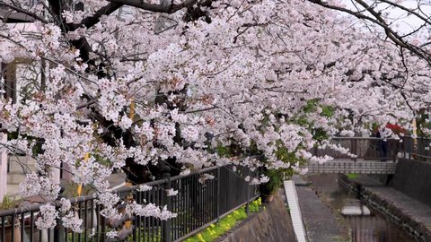 Cherry blossoms in full bloom swaying in the wind and petals fluttering