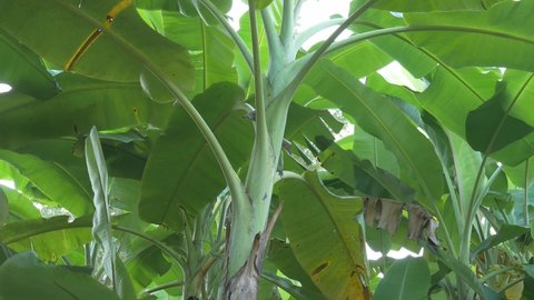 Banana tree, banana leaves at the banana plantation