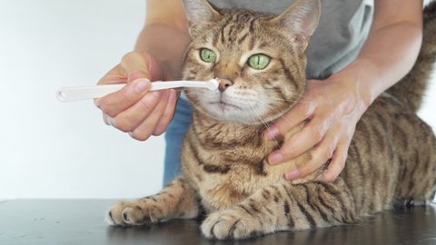 Owner brushes her pet cat's teeth with a toothbrush