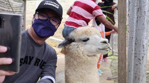 Kundasang, Sabah, Malaysia-December 18, 2021 : Traveler using smartphone capturing selfie photo with alpacas animal