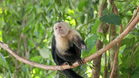 a panamanian white-faced capuchin monkey sits on a liana vine, scratches its back and looks around at manuel antonio national park in costa rica