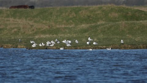 A flock of rare Mediterranean Gull, Larus melanocephalus, and Black-headed Gull, Chroicocephalus ridibundus, have congregated on the grass at the edge of a lake in springtime.