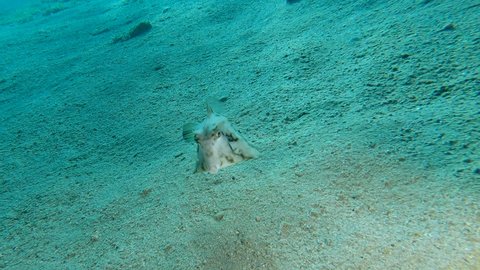Boxfish swim over sandy bottom. Thornback Boxfish, Humpback Turretfish or Camel Cowfish - Tetrosomus gibbosus. Slow motion, Red sea, Egypt