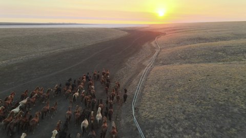 Wild Horses Running. Herd of horses, wild mustangs running on steppes to river. 4k hdr high quality video