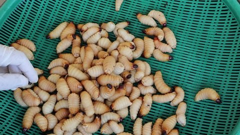 Hands are selecting red palm weevil or sago worm larvae in a green plastic tray to sell at the flea market.