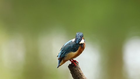 Common Kingfisher (Alcedo atthis) is Bird Beautiful Color  