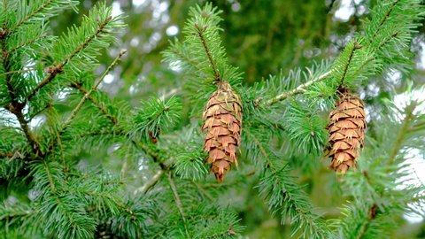 Oregon Pine cone on green branch of conifer tree. Douglas fir