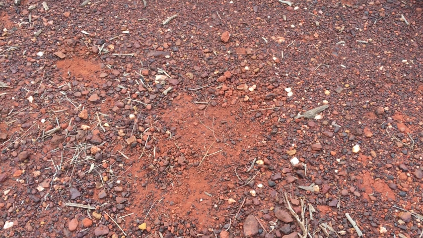 Gold prospectors finding a gold nugget in the outback of Western Australia. 