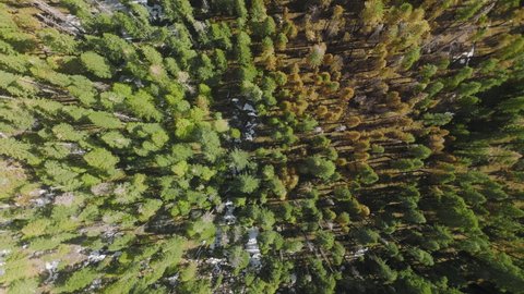 Aerial footage of the largest trees in the world within snowy soil as seen from above. Sunny morning over dense fir forest in Sequoia National Park. High quality 4k footage