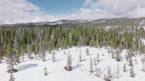 Aerial footage of stunning snowy mountain peaks, covered with majestic fir forest. Alpine landscape with beautiful meadows and giant fir trees and blue skies behind. High quality 4k footage