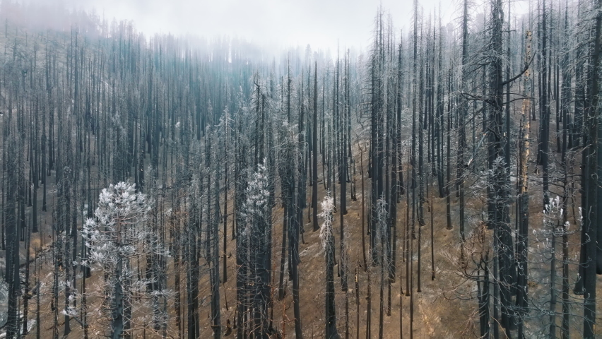 Conifer tree species in dense plantation of the Sequoia National Park. Aerial view of foggy skyline above bare sequoia trunks. High quality 4k footage