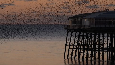 North Pier Starlings at Blackpool 