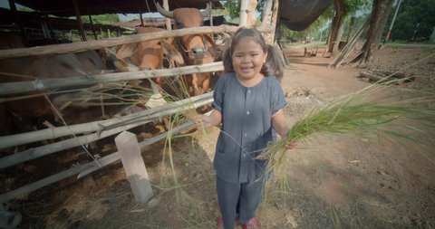 A happy smiling cute little girl who is an indigenous Asian farmer's daughter, feeds herd of cows in a cowshed with dry straw joyfully at a rural area.
