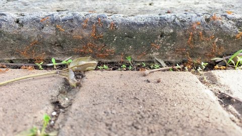 red ants on the pavement paving blocks