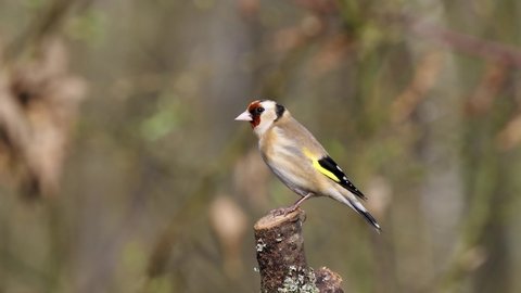 Goldfinch ( carduelis carduelis ) in Spring