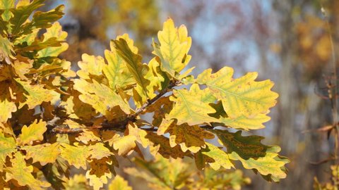Yellow autumn oak leaves close-up in the wind.