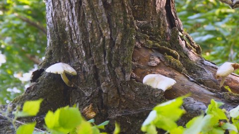 The fungus grows on the trunk of a tree. Camera panning
