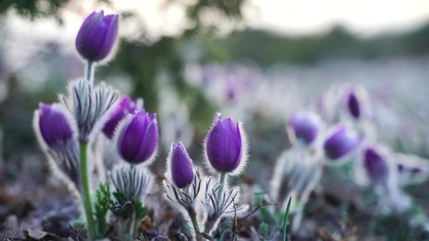 Dream-grass or Pulsatilla patens blooms in spring in the forest in the mountains. Close-up, natural spring background. Delicate, fragile flowers in selective focus. The most beautiful purple flower