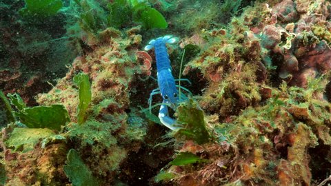 Lobster hatchling restocking in mediterranean