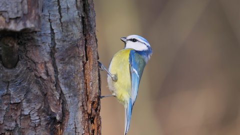 Eurasian blue tit eating insects. Small passerine bird hunting for food on a tree against the forest background. A small bird in the tit family with blue and yellow plumage. Cyanistes caeruleus. 