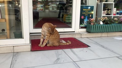Cute cat on the streets of Istanbul