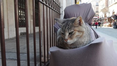 Adorable cat on the streets of Istanbul