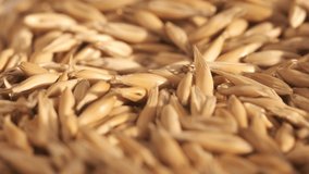 Rotation of oats close-up. The fall. Lots of grains. 4K video. Super macro. A crop of cereals.