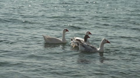 Swans from Agia Anna Beach (Old Port Beach), Mykonos, Cyclades, Greek Islands, Greece, Europe