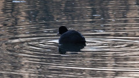 Eurasian Coot or Common Coot Fulica Atra swimming and diving in the lake. Silhouette of a small bird with a white beak in water. A special black water bird from European lakes and freshwaters. 