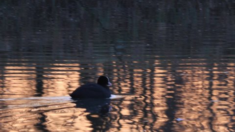 Silhouette of Eurasian Coot or Common Coot swimming in a pond. Small bird with white beak in water. A special black water bird from European lakes and freshwaters. Fulica Atra. 