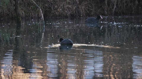 Eurasian Coot or Common Coot swimming in the lake. Small bird with a white beak in water. A special black water bird from European lakes and freshwaters. Fulica Atra. Ornithology bird watching. 