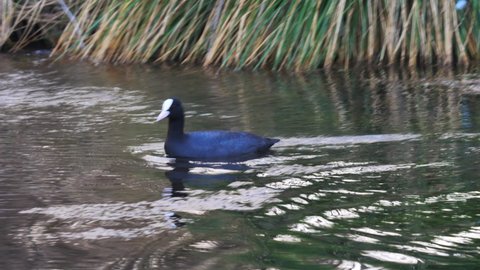 Eurasian Coot or Common Coot Fulica Atra swimming in a pond. Small bird with white beak in water. Green reeds in the background. Special black water bird from European lakes and freshwaters.