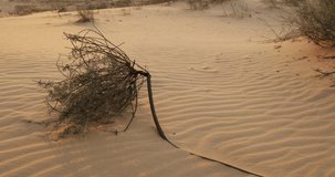 Dry plant bush tumbleweed in a middle on a sunny day in a sand desert with untouched land and sunset light. Endless sand dunes with withered plants. Small wave texture, calm relaxing meditation video