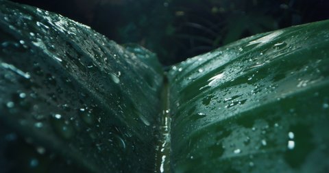 Alternative macro shot of exotic leaf details with falling drops while raining on tropical rainforest nature foliage background.