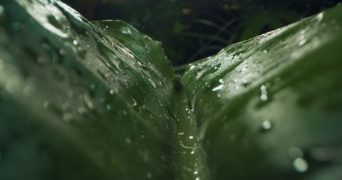 Alternative macro shot of exotic leaf details with falling drops while raining on tropical rainforest nature foliage background.