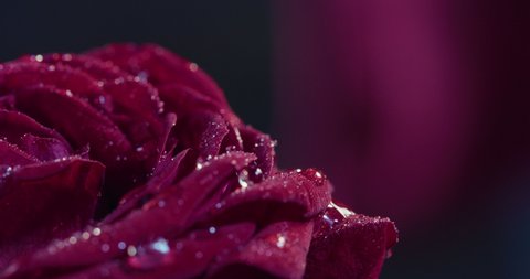 Macro shot of red fresh perfect rose with water drops spinning isolated on dark background.