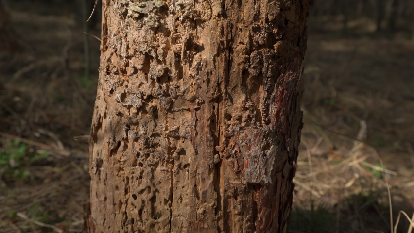 Tree damaged by bark beetle. The remains of a tree after a bark beetle. insects crawl on a dead tree. The camera moves from bottom to top Royalty-Free Stock Footage #1088950569