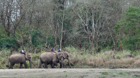 Chitwan, Nepal - February 4, 2022: Some domesticated elephants coming back to the elephant camp after working in the jungle all day.