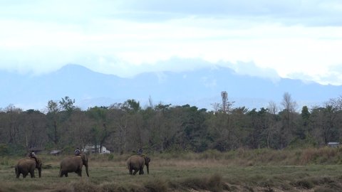 Chitwan, Nepal - February 4, 2022: Some domesticated elephants going into the jungle to work.