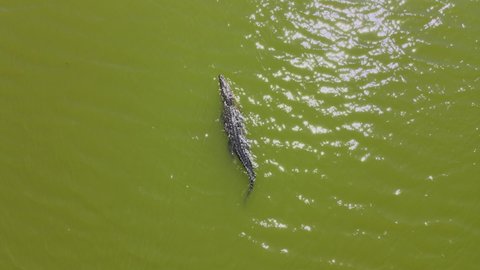 crocodile swimming in the lake
