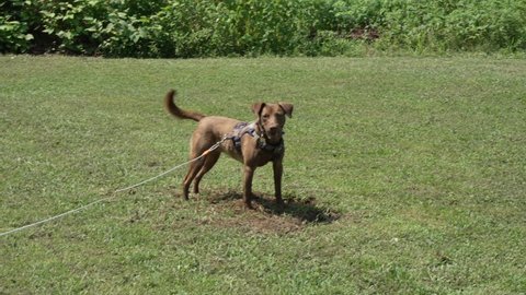 Brown dog digging a hole in the ground wide