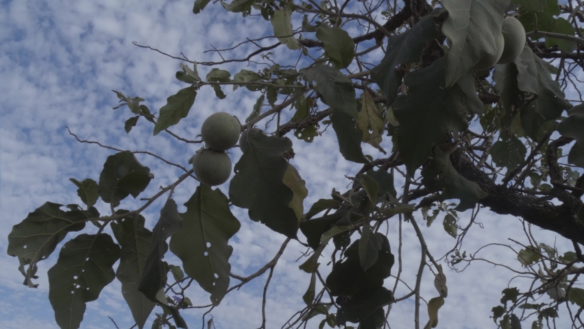 Lobeira Tree - Maned wolf fruit tree closeup on fruits
